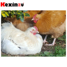 Kexinzu полный квадрат/круглый 5D Diy Алмазная картина крестиком "животное Курица" Алмазная 3D вышивка мозаика домашний Декор подарок K042 2024 - купить недорого