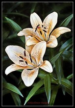Counted Cross Stitch Kits Needlework Embroidery - Crafts 14 ct Aida DMC Color DIY Arts Handmade Home Decor - Asiatic Lily 2024 - buy cheap