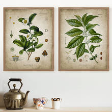 Pôsteres vintage de plantas de chá e café, decoração de parede da cozinha, imagens botânicas, arte de parede, pintura de tela, decoração de restaurante 2024 - compre barato