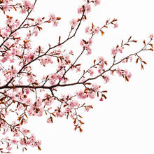 Розовая занавеска для душа с цветами вишни для ванной комнаты с 12 крючками Цветочная Сакура 2024 - купить недорого