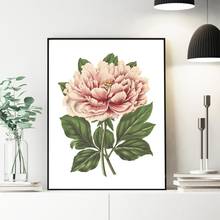 Peony Flower Print Pink Tree Peony Botanical Illustration Poster Plant Floral Vintage Wall Art Picture Canvas Painting Decor 2024 - buy cheap